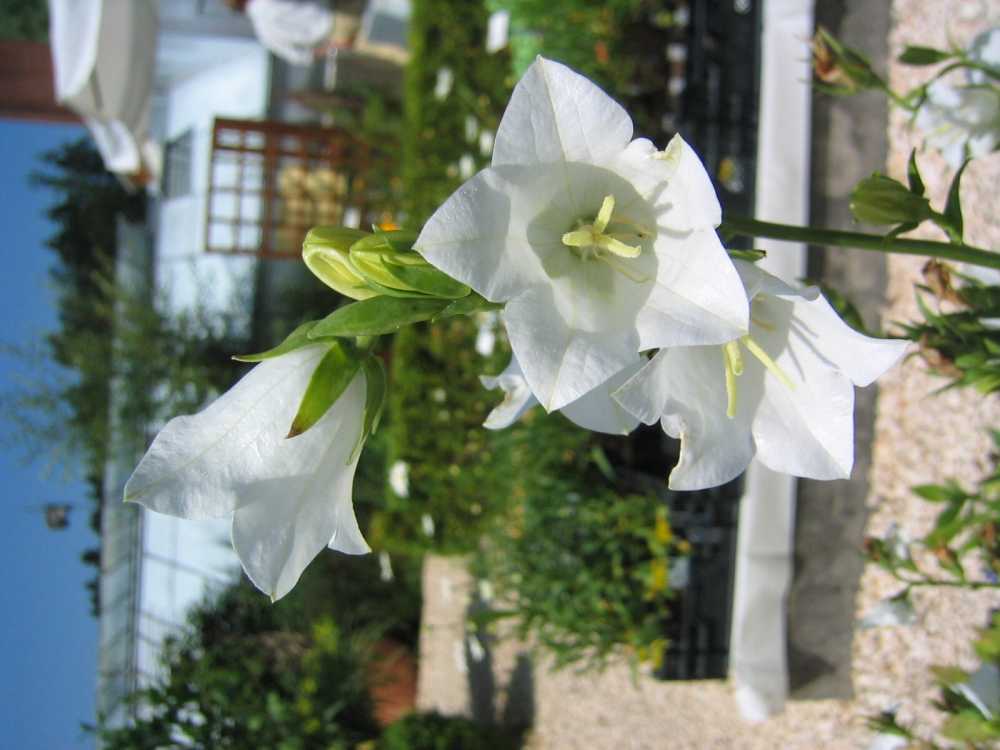 Campanula persicifolia 'Alba' (Flachschalige Glockenblume)